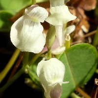 Utricularia graminifolia Vahl